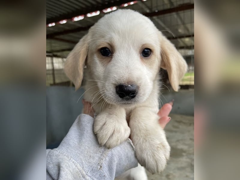 Katy, geb. ca. 11/2025, lebt in GRIECHENLAND, auf einer privaten Pflegestelle