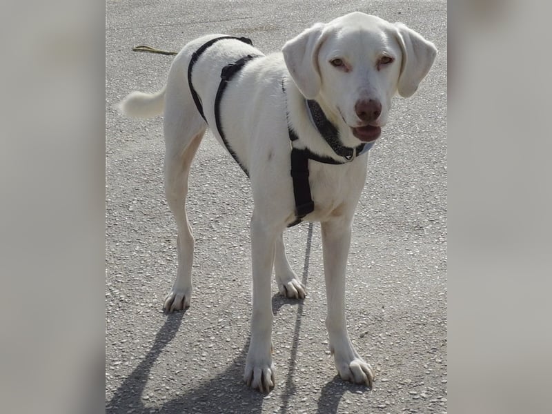 Hammy, geb. ca. 10/2022, lebt in GRIECHENLAND, auf einer privaten Pflegestelle