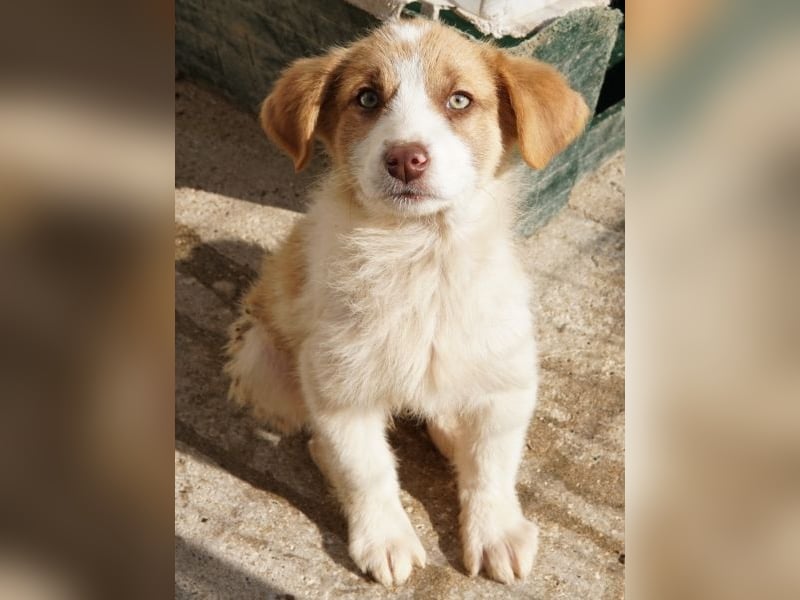 Josefine, geb. ca. 12/2025, lebt in GRIECHENLAND, im städt. Tierheim Serres