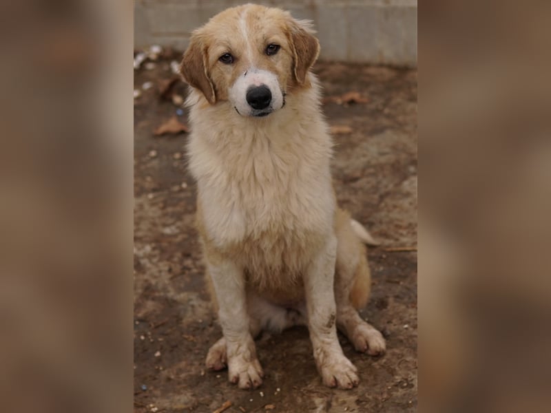 Alrakis, geb. ca. 07/2023, lebt in GRIECHENLAND, auf einer privaten Pflegestelle
