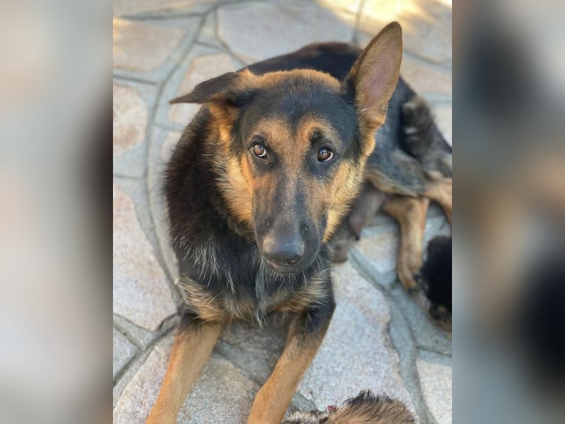 Malta, geb. ca. 07/2024, lebt in GRIECHENLAND, auf einer privaten Pflegestelle