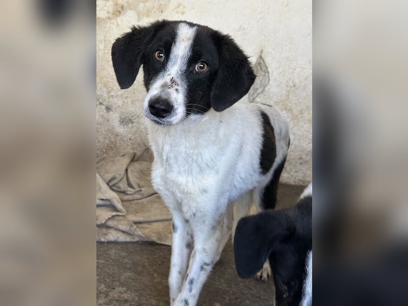 Amora, geb. ca. 03/2024, lebt in GRIECHENLAND, auf einer privaten Pflegestelle