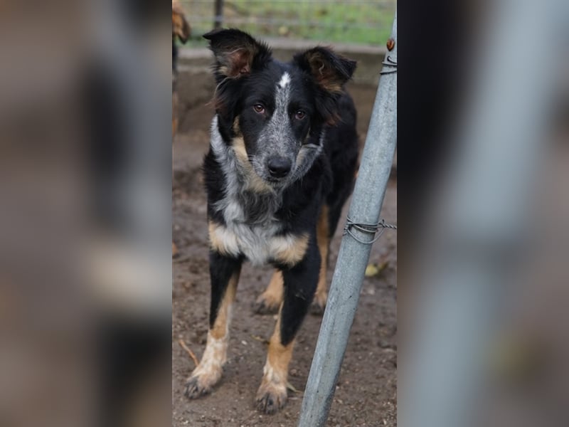 Talom, geb. ca. 03/2022, lebt in GRIECHENLAND, auf einer privaten Pflegestelle