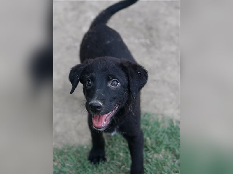 Lillia, geb. ca. 05/2024, lebt in GRIECHENLAND, auf einer privaten Pflegestelle