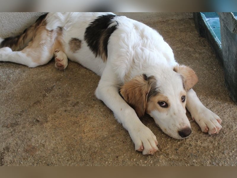 Katra, geb. ca. 04/2025, lebt in GRIECHENLAND, im städt. Tierheim Serres