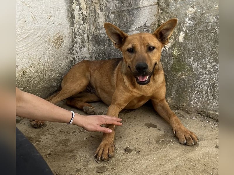 Zella, geb. ca. 03/2023, lebt auf einer Pflegestelle in 47638 Straelen