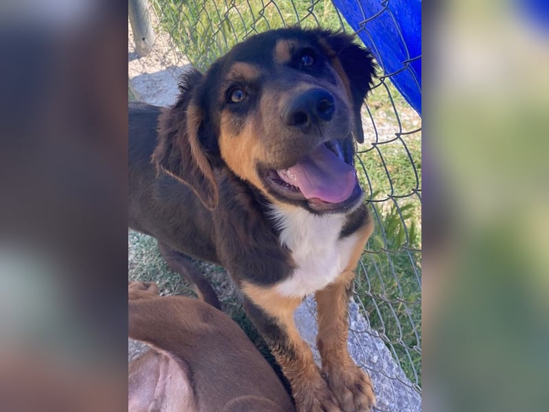 Quasti, geb. ca. 02/2025, lebt in GRIECHENLAND, auf einer privaten Pflegestelle