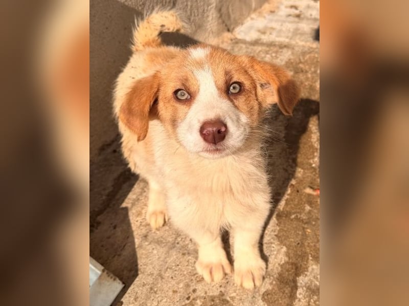 Josefine, geb. ca. 12/2025, lebt in GRIECHENLAND, im städt. Tierheim Serres