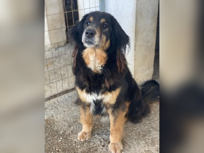 Serena, geb. ca. 04/2021, lebt in GRIECHENLAND, im städt. Tierheim Serres