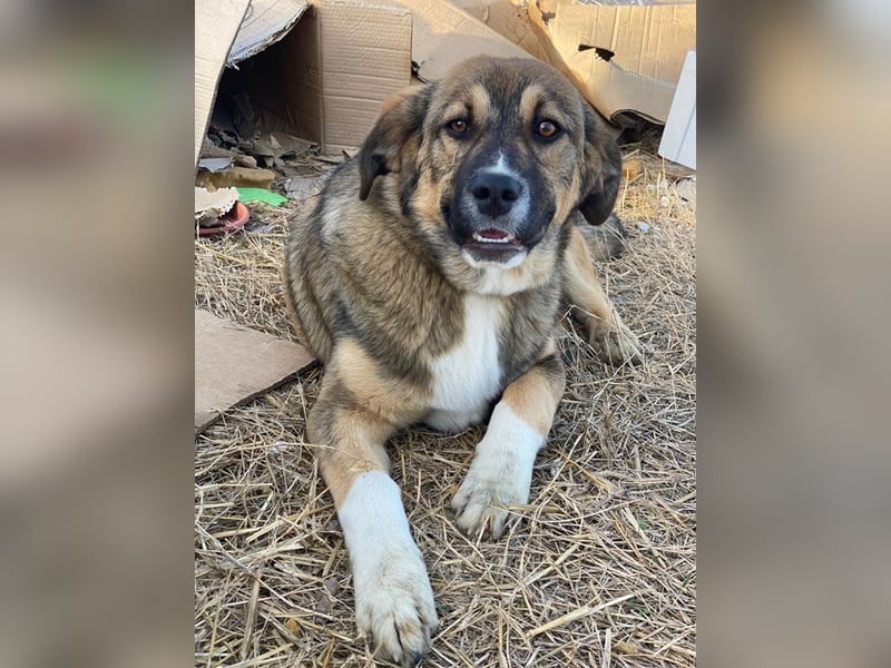 Hami, geb. ca. 09/2024, lebt in GRIECHENLAND, im städt. Tierheim Serres