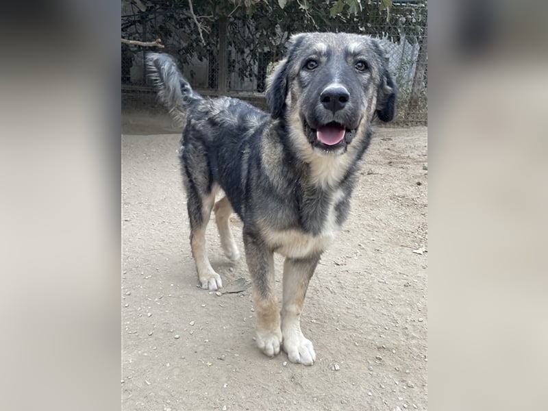 Karla, geb. ca. 03/2023, lebt in GRIECHENLAND, im städt. Tierheim Serres