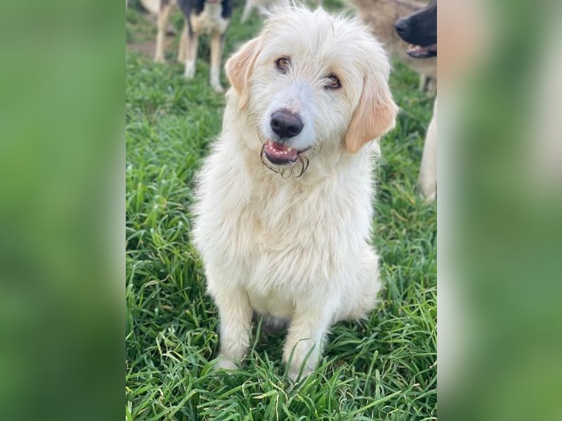 Arina, geb. ca. 10/2024, lebt in GRIECHENLAND, im städt. Tierheim Serres