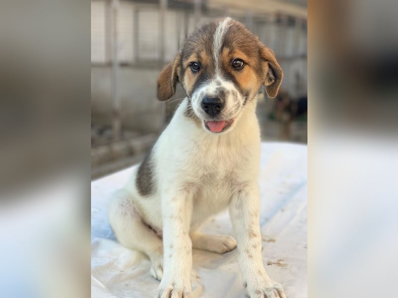 Trine, geb. ca. 05/2025, lebt in GRIECHENLAND, im städt. Tierheim Serres