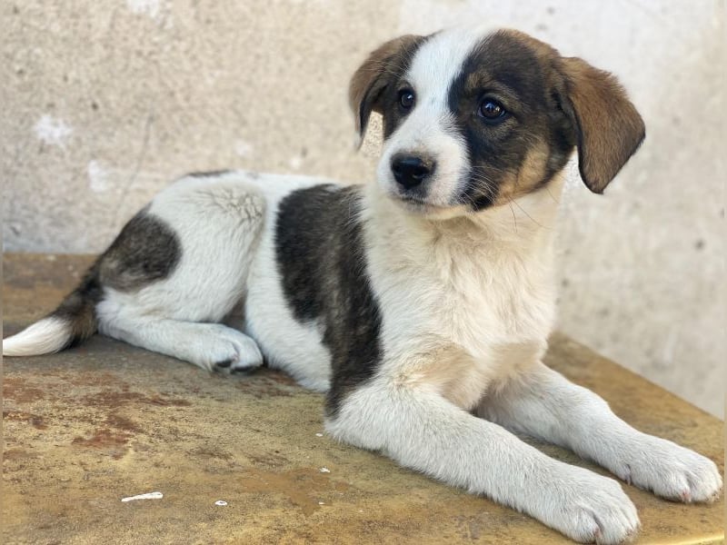 Yoko, geb. ca. 03/2026 , lebt in GRIECHENLAND, auf einer privaten Pflegestelle