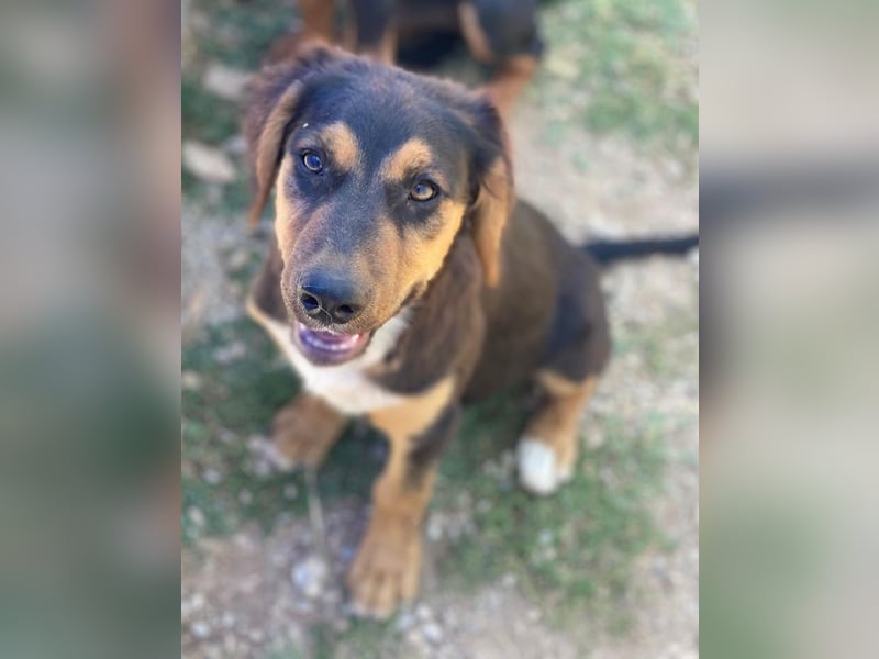 Quasti, geb. ca. 02/2025, lebt in GRIECHENLAND, auf einer privaten Pflegestelle