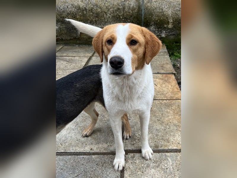 Laola, geb. ca. 05/2024, lebt in GRIECHENLAND, auf einem Gelände mit notdürftiger Versorgung