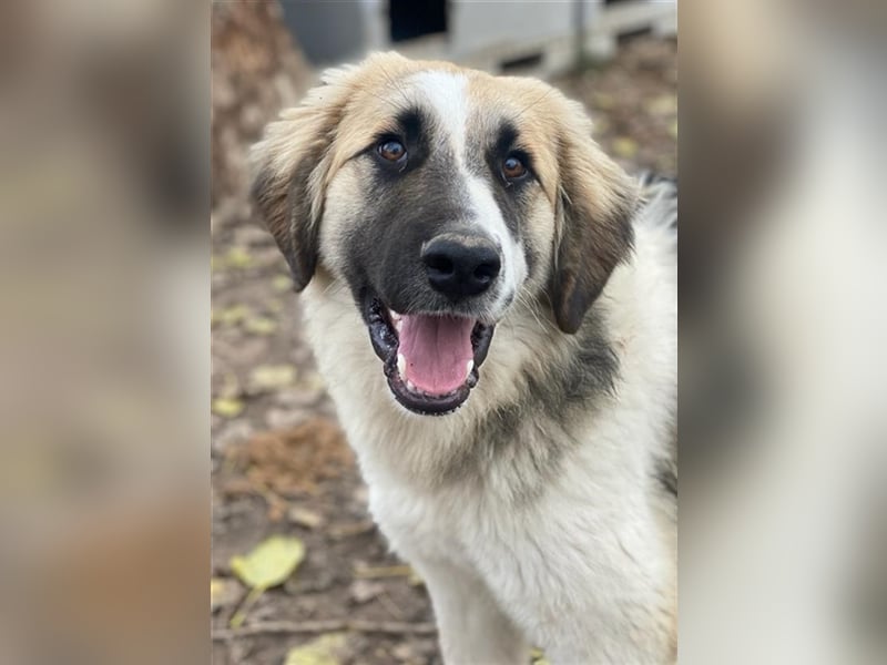 Otys, geb. ca. 03/2022, lebt in GRIECHENLAND, im städt. Tierheim Serres