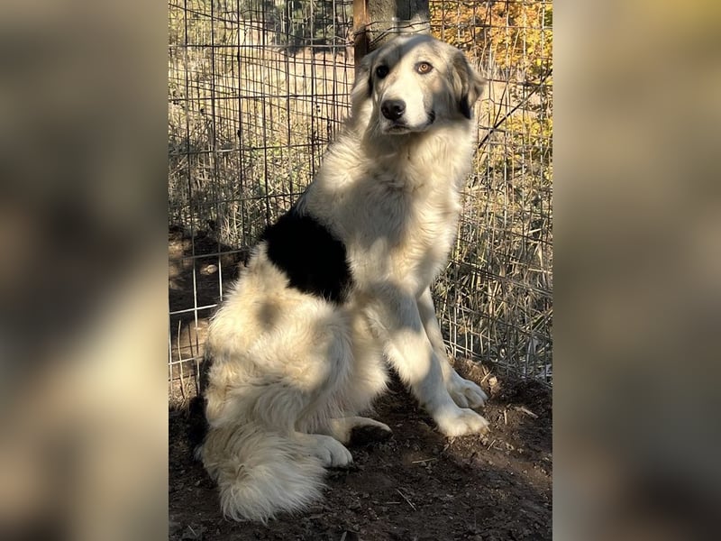 Sally Brown, geb. ca. 12/2023, lebt in GRIECHENLAND, auf einer privaten Pflegestelle