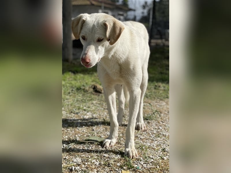 Nizza, geb. ca. 08/2022, lebt in GRIECHENLAND, im städt. Tierheim Serres