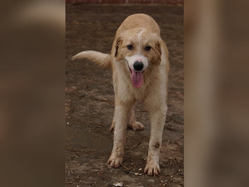 Alrakis, geb. ca. 07/2023, lebt in GRIECHENLAND, auf einer privaten Pflegestelle