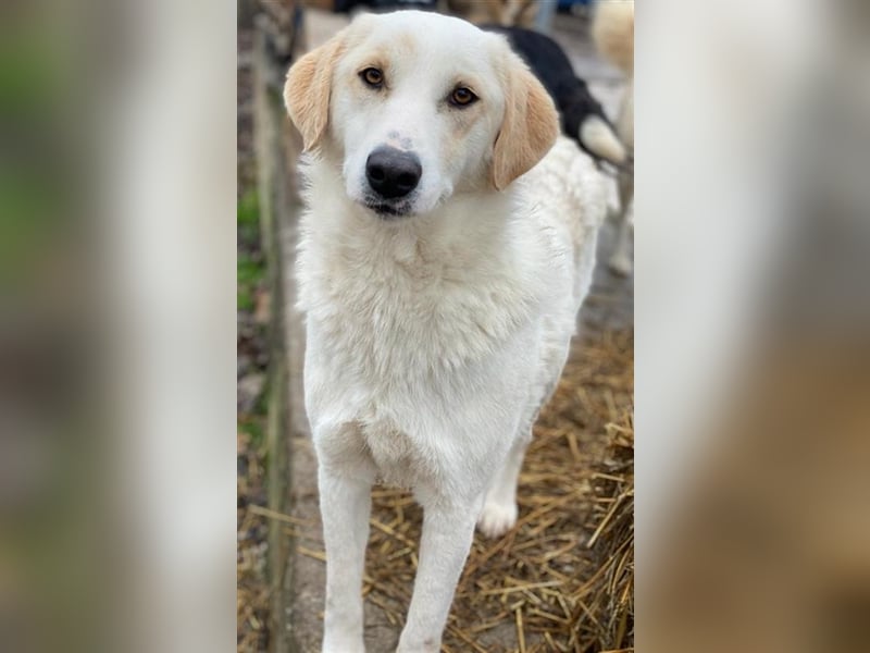 Nami, geb. ca. 12/2019, lebt in GRIECHENLAND, im städt. Tierheim Serres