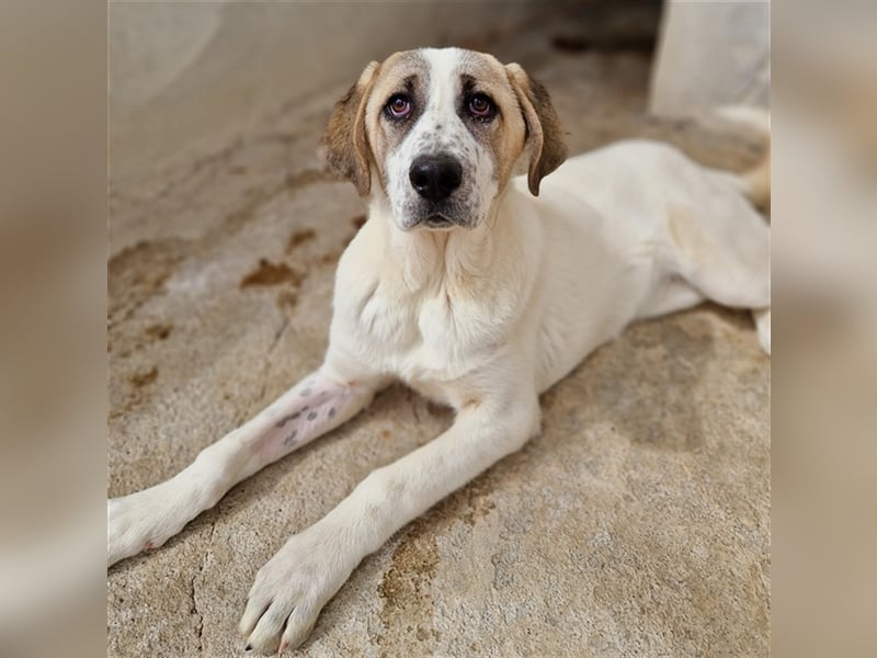 Lou, geb. ca. 11/2022, lebt in GRIECHENLAND, im städt. Tierheim Serres