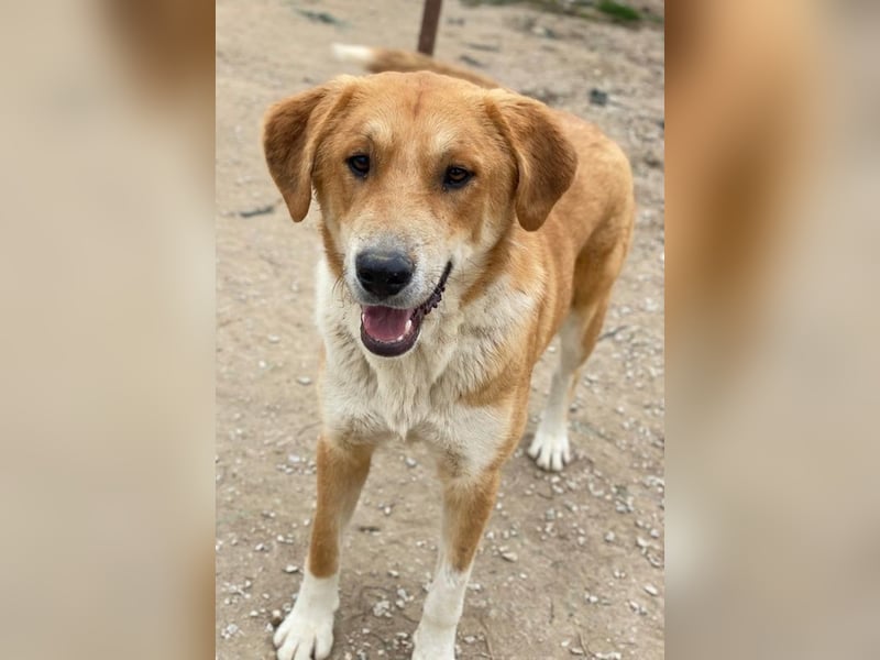 Imilo, geb. ca. 04/2024, lebt in GRIECHENLAND, im städt. Tierheim Serres