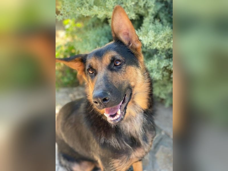 Malta, geb. ca. 07/2024, lebt in GRIECHENLAND, auf einer privaten Pflegestelle