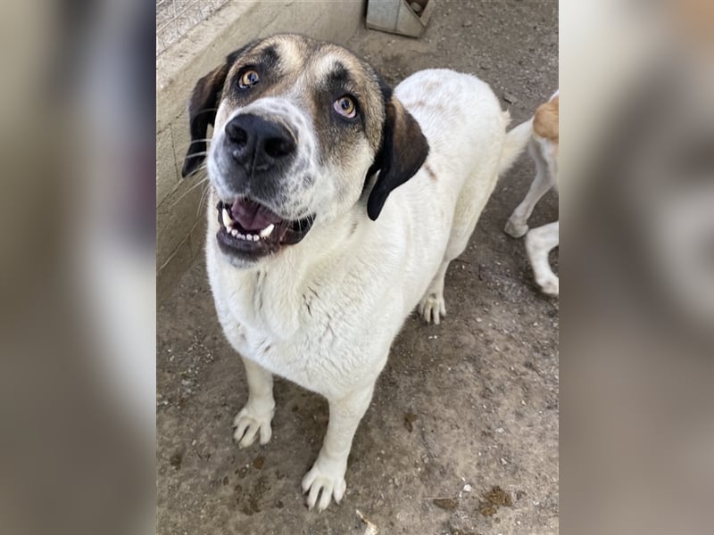 Elliot, geb. ca. 05/2022, lebt in GRIECHENLAND, im städt. Tierheim Serres