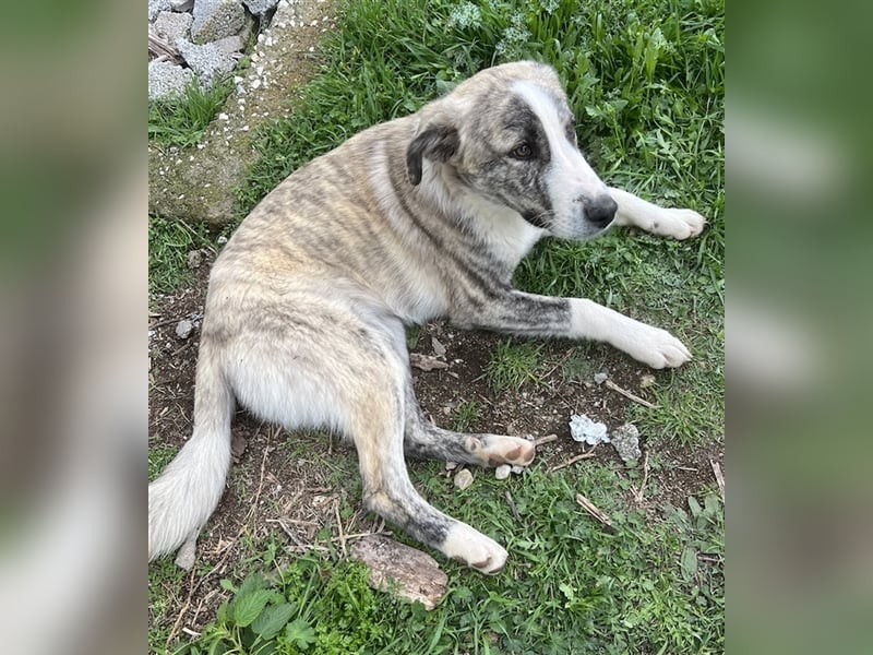 Xabi, geb. ca. 07/2023, lebt in GRIECHENLAND, auf einem Gelände, auf dem die Hunde notdürftig versor