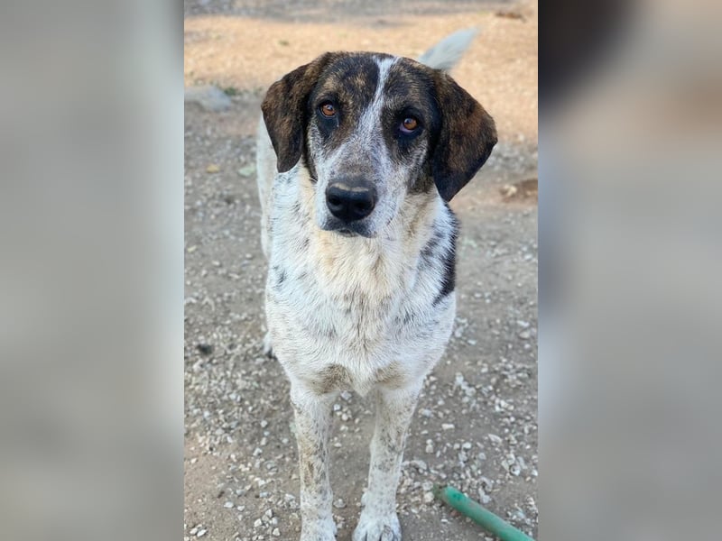 Nonga, geb. ca. 06/2023, lebt in GRIECHENLAND, im städt. Tierheim Serres