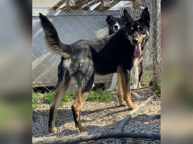 Niles, geb. ca. 05/2019, lebt in GRIECHENLAND, im städt. Tierheim Serres