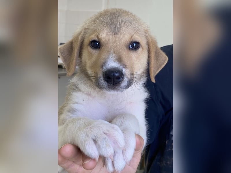 Padme, geb. ca. 04/2024, lebt in GRIECHENLAND, im städt. Tierheim Serres