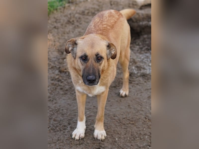 Wilhelmine Johanna, geb. ca. 10/2019, lebt in GRIECHENLAND, im städt. Tierheim Serres