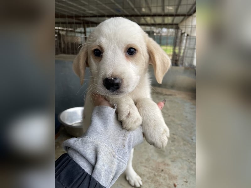 Katy, geb. ca. 11/2025, lebt in GRIECHENLAND, auf einer privaten Pflegestelle