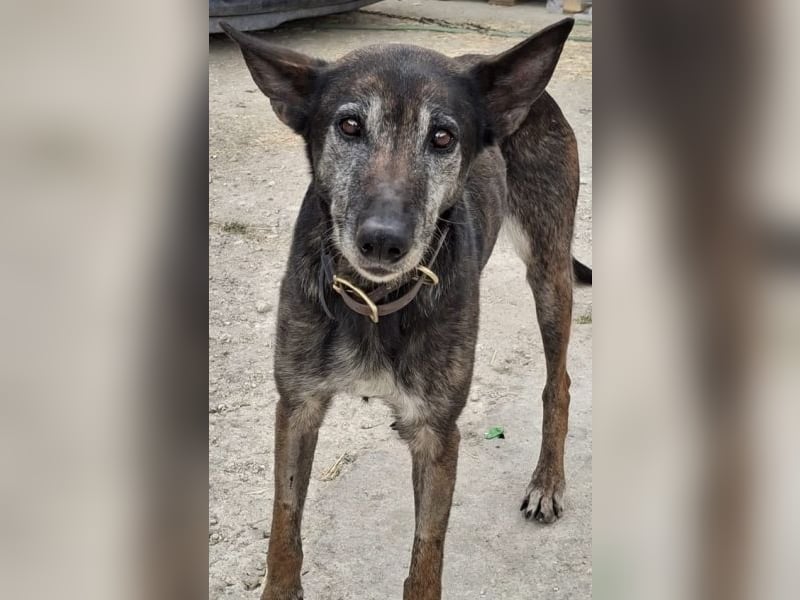 Priyanka, geb. ca. 03/2017, lebt in GRIECHENLAND, auf einer privaten Pflegestelle