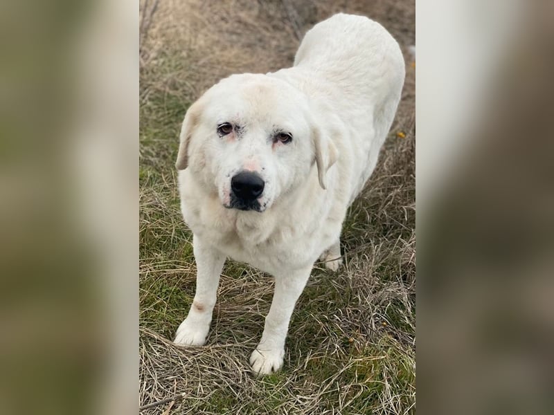 Sanni, geb. ca. 08/2018, lebt in GRIECHENLAND, im städt. Tierheim Serres