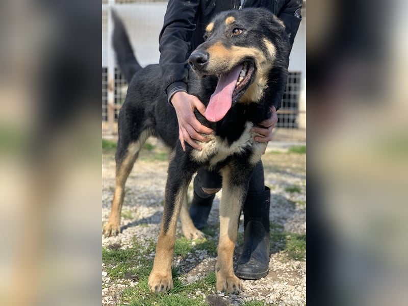 Niles, geb. ca. 05/2019, lebt in GRIECHENLAND, im städt. Tierheim Serres