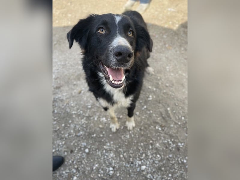 Meredith, geb. ca. 01/2022, lebt in GRIECHENLAND, auf einem Gelände, auf dem die Hunde notdürftig ve