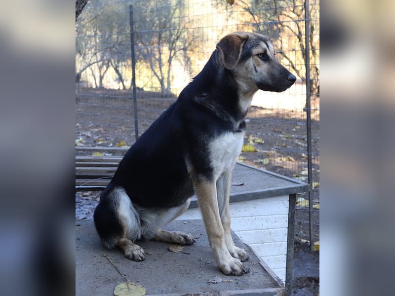 Chita, geb. ca. 05/2024, lebt in GRIECHENLAND, im städt. Tierheim Serres