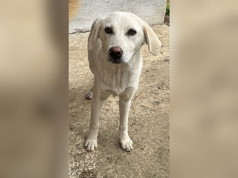 Nomi, geb. ca. 10/2024, lebt in GRIECHENLAND, auf einer privaten Pflegestelle