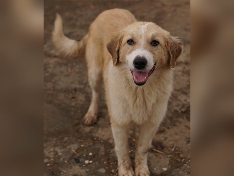 Alrakis, geb. ca. 07/2023, lebt in GRIECHENLAND, auf einer privaten Pflegestelle