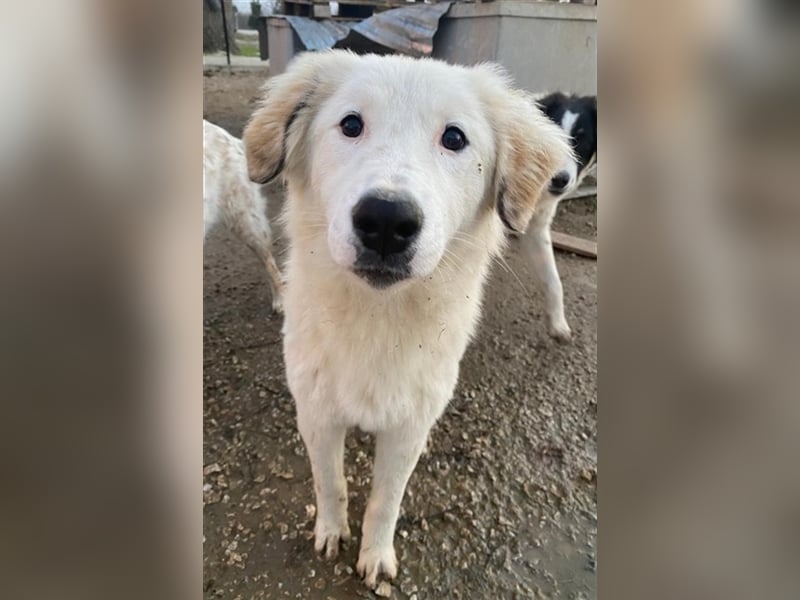 Skippy, geb. ca. 05/2022, lebt in GRIECHENLAND, im städt. Tierheim Serres