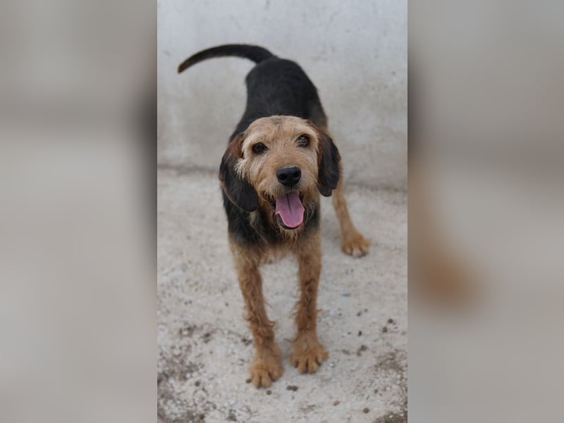 Yasko, geb. ca. 11/2022, lebt auf einer Pflegestelle in 44649 Herne