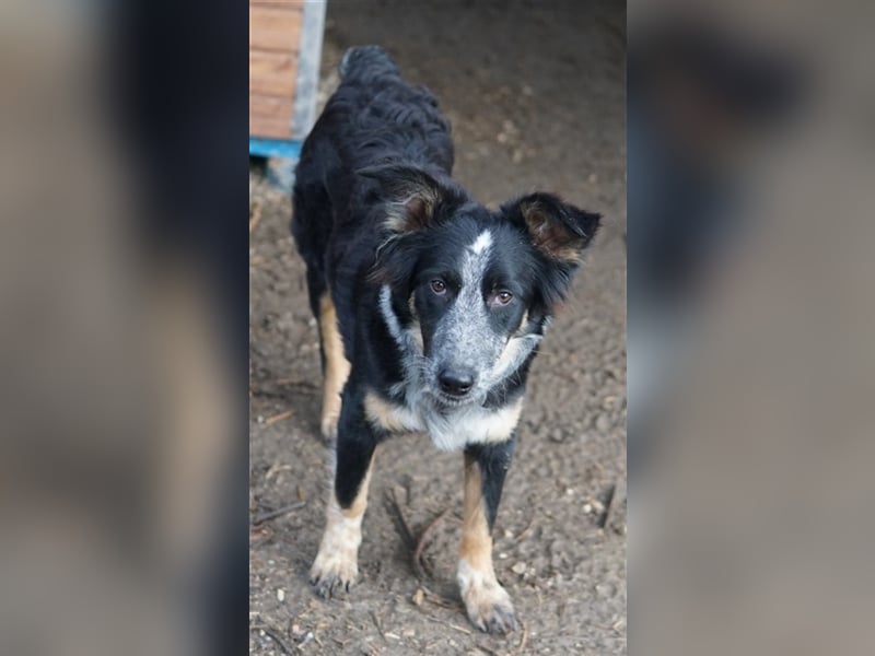 Talom, geb. ca. 03/2022, lebt in GRIECHENLAND, auf einer privaten Pflegestelle