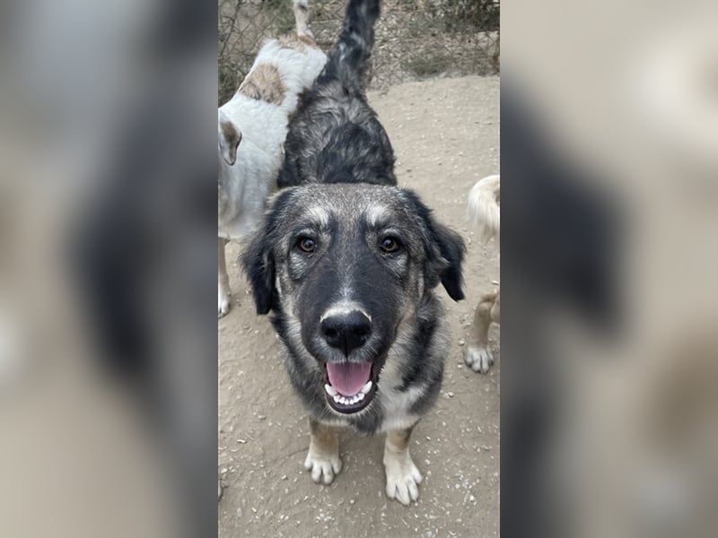 Karla, geb. ca. 03/2023, lebt in GRIECHENLAND, im städt. Tierheim Serres