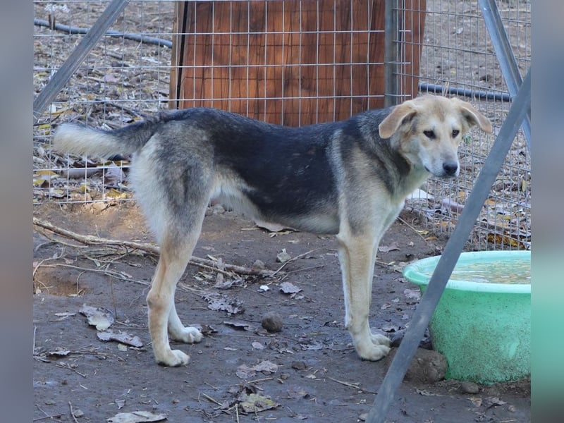 Ciri, geb. ca. 05/2024, lebt in GRIECHENLAND, im städt. Tierheim Serres