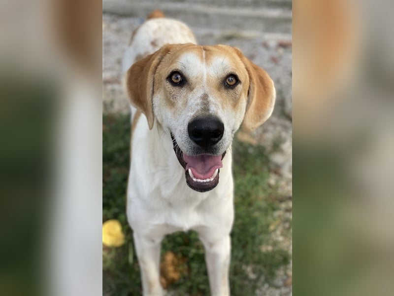 Roxi, geb. ca. 11/2022, lebt in GRIECHENLAND, im städt. Tierheim Serres