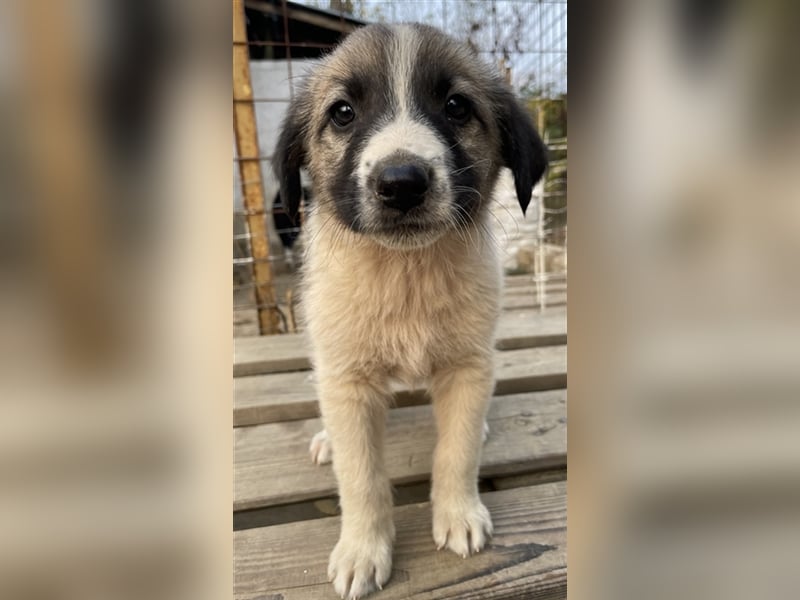 Grace, geb. ca. 08/2022, lebt in GRIECHENLAND, auf einer privaten Pflegestelle