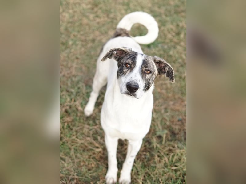 Mea, geb. ca. 11/2022, lebt in GRIECHENLAND, im städt. Tierheim Serres